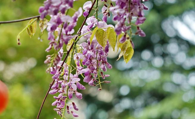 紫藤花的花语是什么？如何用紫藤花表达爱意？