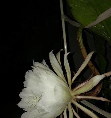 昙花的花语是什么意思？昙花代表了哪些寓意？