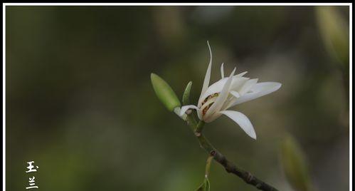 白兰花代表什么花语？如何正确解读白兰花的含义？