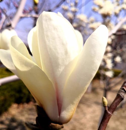 白兰花代表什么花语？如何正确解读白兰花的含义？