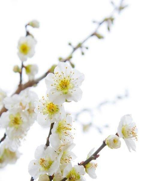 白梅花的花语是什么？了解白梅花的象征意义和文化背景？