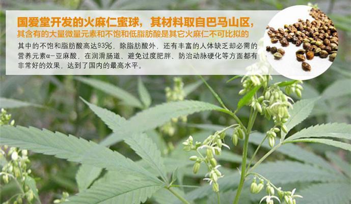 火麻是什么植物？火麻的用途和功效有哪些？