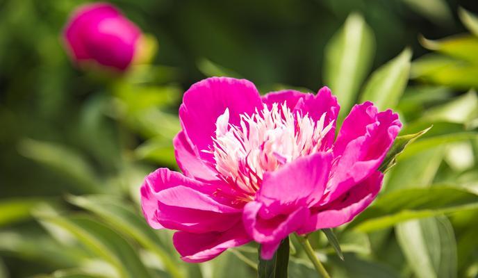 白芍花的花语是什么？有哪些关于它的传说故事？