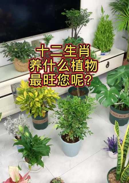 火命人适合养哪些植物来旺财？如何选择最合适的植物？