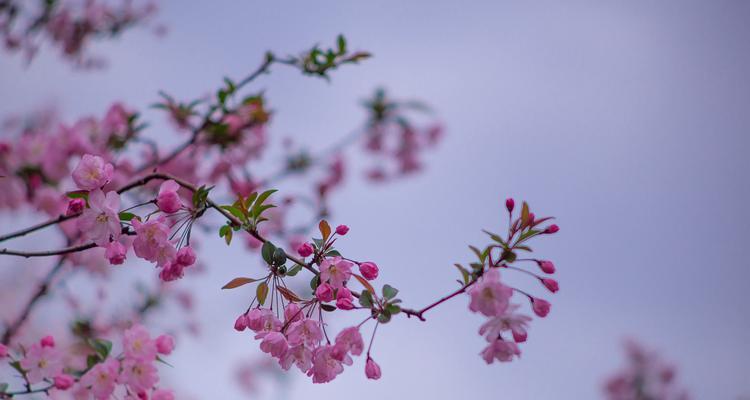 垂丝海棠象征爱情吗？垂丝海棠在爱情中的寓意是什么？