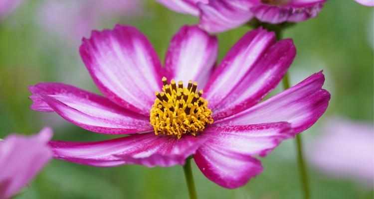 格桑花代表爱情吗？格桑花的爱情花语解读？