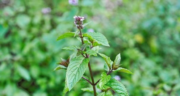 霍香的植物特性有哪些？霍香在传统医学中如何应用？