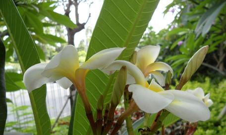 鸡蛋花浇水频率是多少？如何正确浇水？