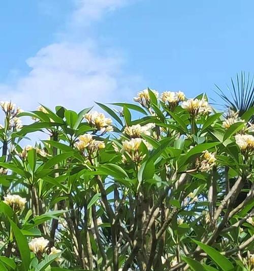 鸡蛋花树修剪的最佳时间是什么时候？如何正确修剪？