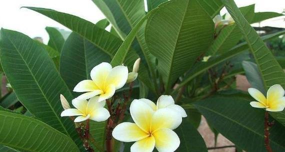 鸡蛋花一年开几次花？花期月份与时间是什么时候？