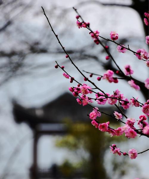 梅花代表吉祥什么含义？梅花的吉祥寓意有哪些？