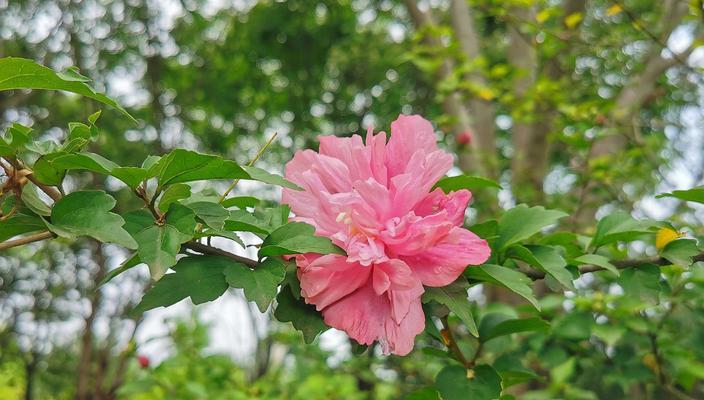 那些花的花语代表友情？如何用花卉表达友情？