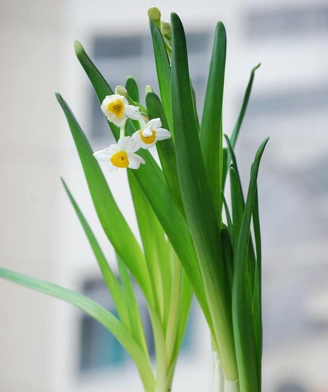 水仙花代表什么最好是麽颜色？选择最佳颜色的水仙花指南