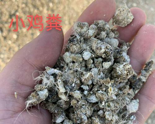 鸡粪适合种什么菜？如何正确使用鸡粪作为肥料？