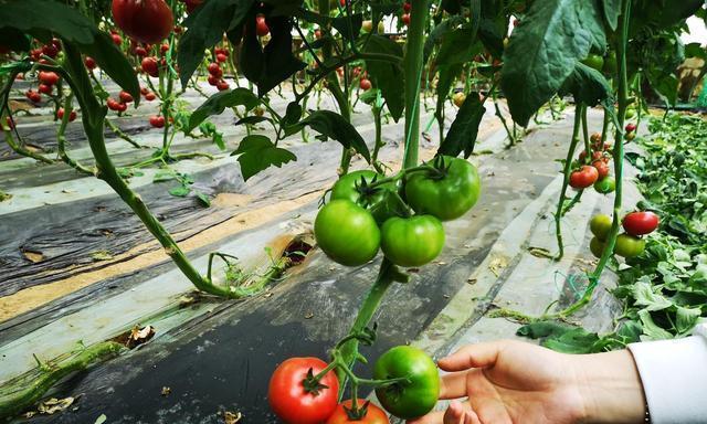 鸡粪适合种什么菜？如何正确使用鸡粪作为肥料？