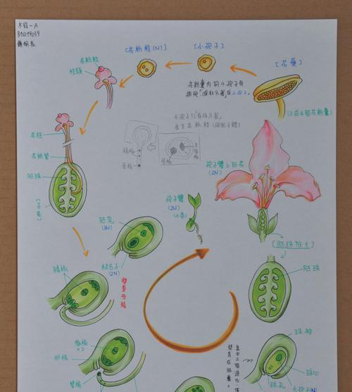 鸡冠花的生长过程是怎样的？如何正确种植和养护？