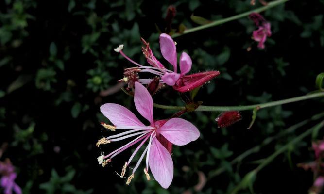 白色桃花的花语是什么？白色桃花代表什么含义？