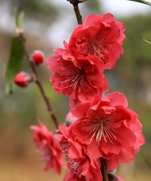 白色桃花的花语是什么？白色桃花代表什么含义？