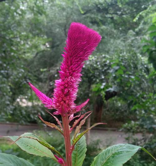 鸡冠花是多年生植物吗？如何正确养护鸡冠花？