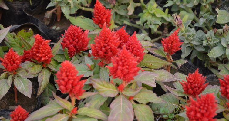 鸡冠花一年开几次花？花期月份与时间是什么时候？