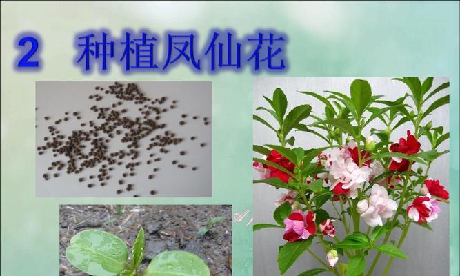 鸡冠花种子种植方法是什么？种植过程中需要注意哪些问题？