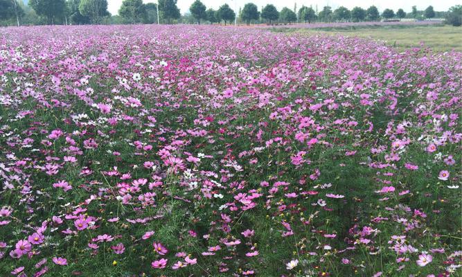 波斯菊花的寓意是什么？如何正确解读波斯菊的花语？