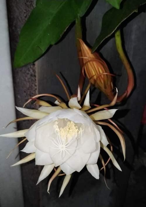 昙花有哪些种类？各自的含义是什么？