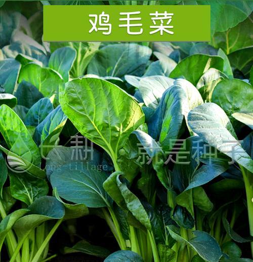 鸡毛菜和油菜有什么区别？