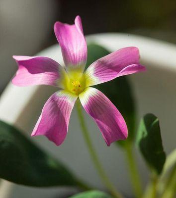 夏天种植鸡毛菜需要注意什么？