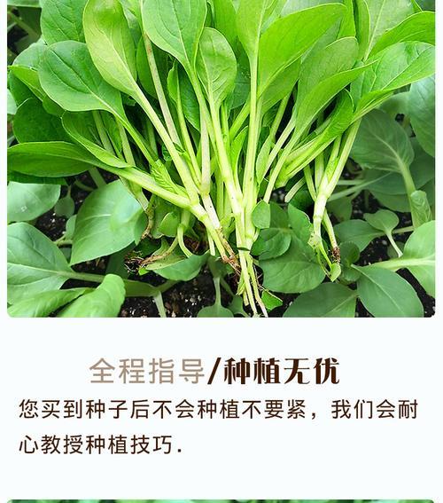 鸡毛菜种子多久发芽？如何提高发芽率？