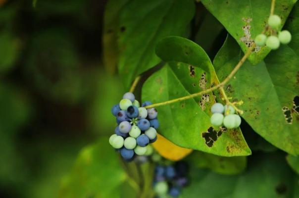 鸡树条荚蒾果实有毒吗？食用安全指南是什么？