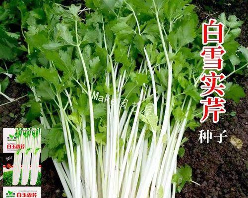 鸡头苞梗属于什么植物类别？它的特点有哪些？