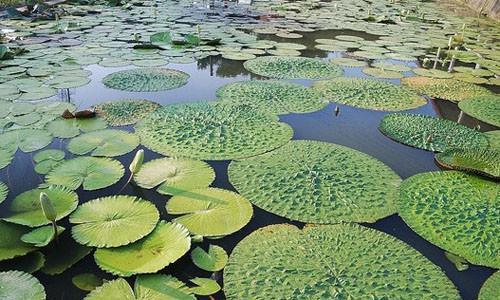 鸡头果种植条件是什么？产地主要分布在哪里？