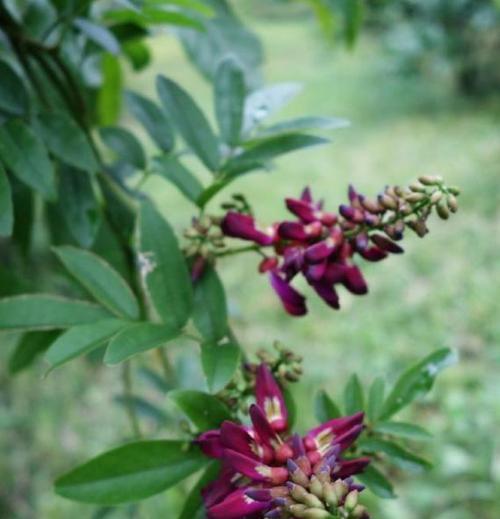 鸡血藤开花时间是什么时候？几月份开花？