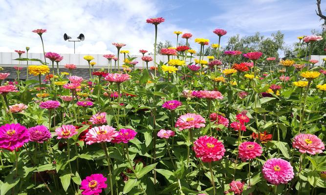 翠菊代表什么含义？翠菊的花语有哪些常见问题？