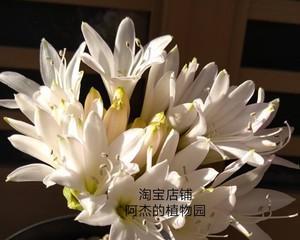 灯台百合花语是什么？如何正确解读其花语含义？