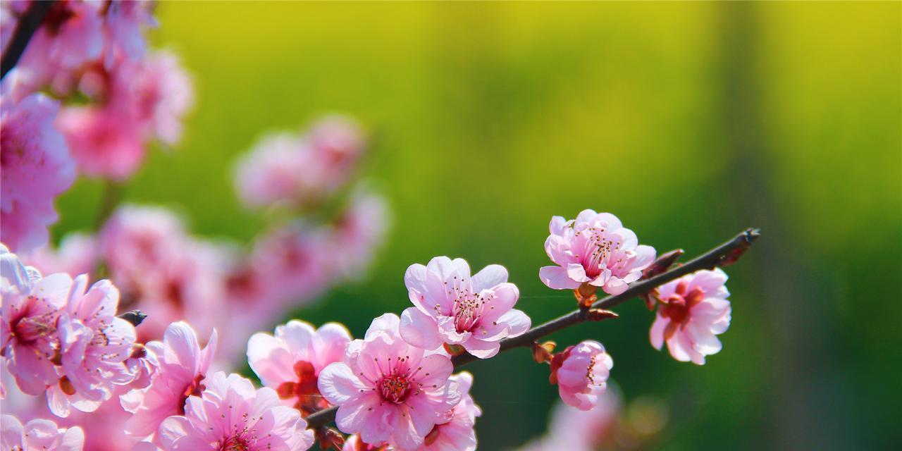 冬天的梅花象征着什么作用？梅花在冬季有哪些特殊含义？