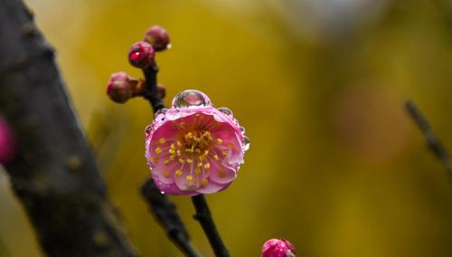 冬天梅花的特点是什么意思？如何欣赏梅花之美？