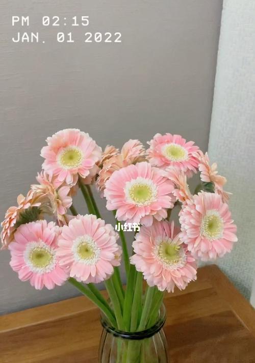 非洲菊花语是什么？如何在风水中运用非洲菊？