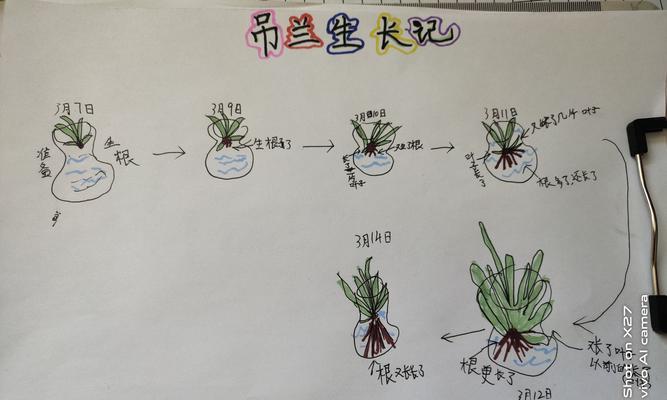 姬小菊打顶的最佳时间是什么时候？具体操作步骤有哪些？