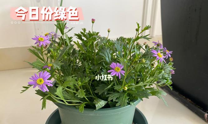 姬小菊分盆技巧有哪些？如何确保姬小菊分盆后容易成活？