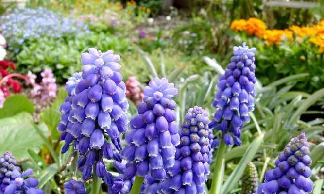 风信子花语是什么？子花特性有哪些？