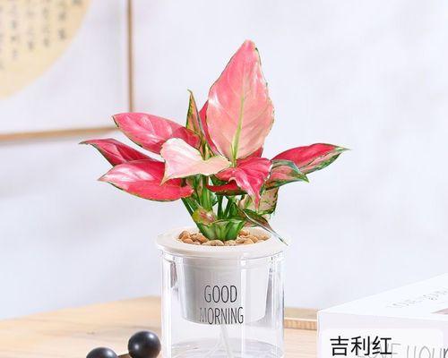 吉利红会开花吗？如何正确养护以促进开花？