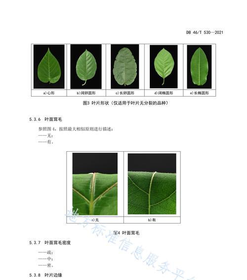 吉娃莲配土方法是什么？种植土壤选择有哪些建议？