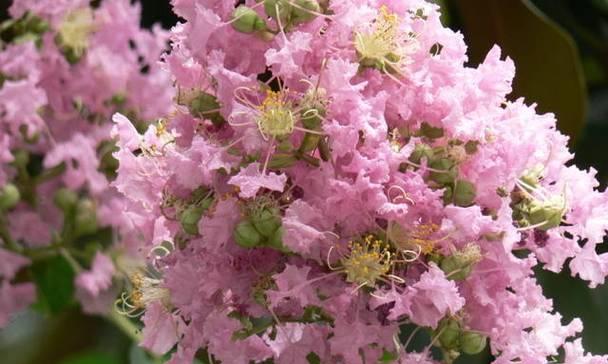 济南的市花是什么花？为什么选择这种花作为市花？