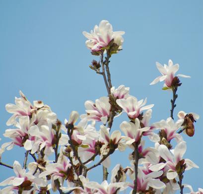 济南的市花是什么花？为什么选择这种花作为市花？