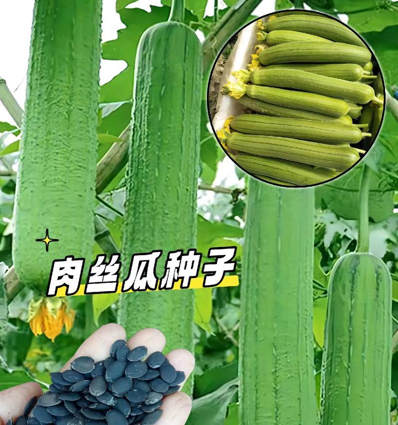 丝瓜是什么植物？丝瓜的种植和用途有哪些？