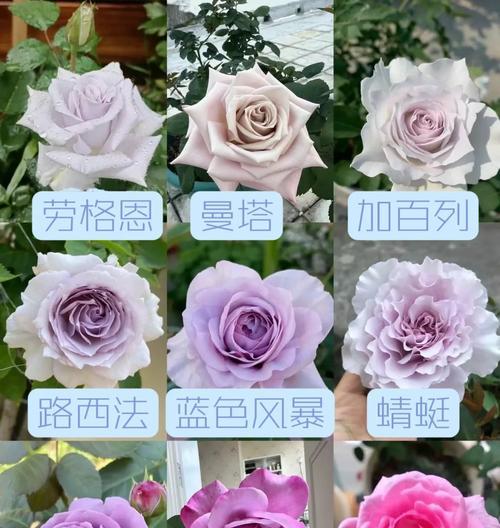 花卉开花需施肥料吗为什么？施肥的正确时机是什么时候？