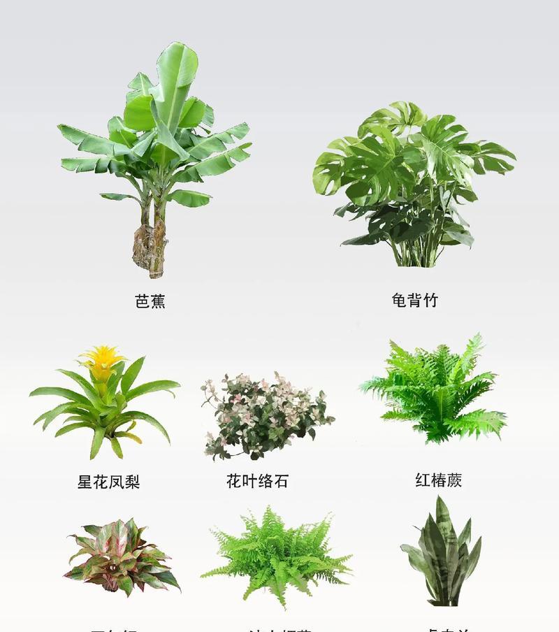 哪些耐旱植物同时具有香味？如何选择和养护它们？