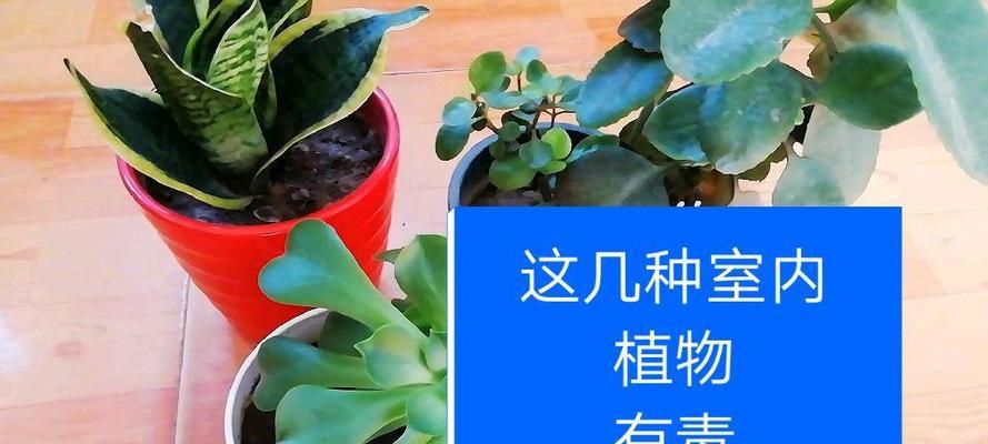 种植植物养护卡怎么写？有哪些需要注意的事项？